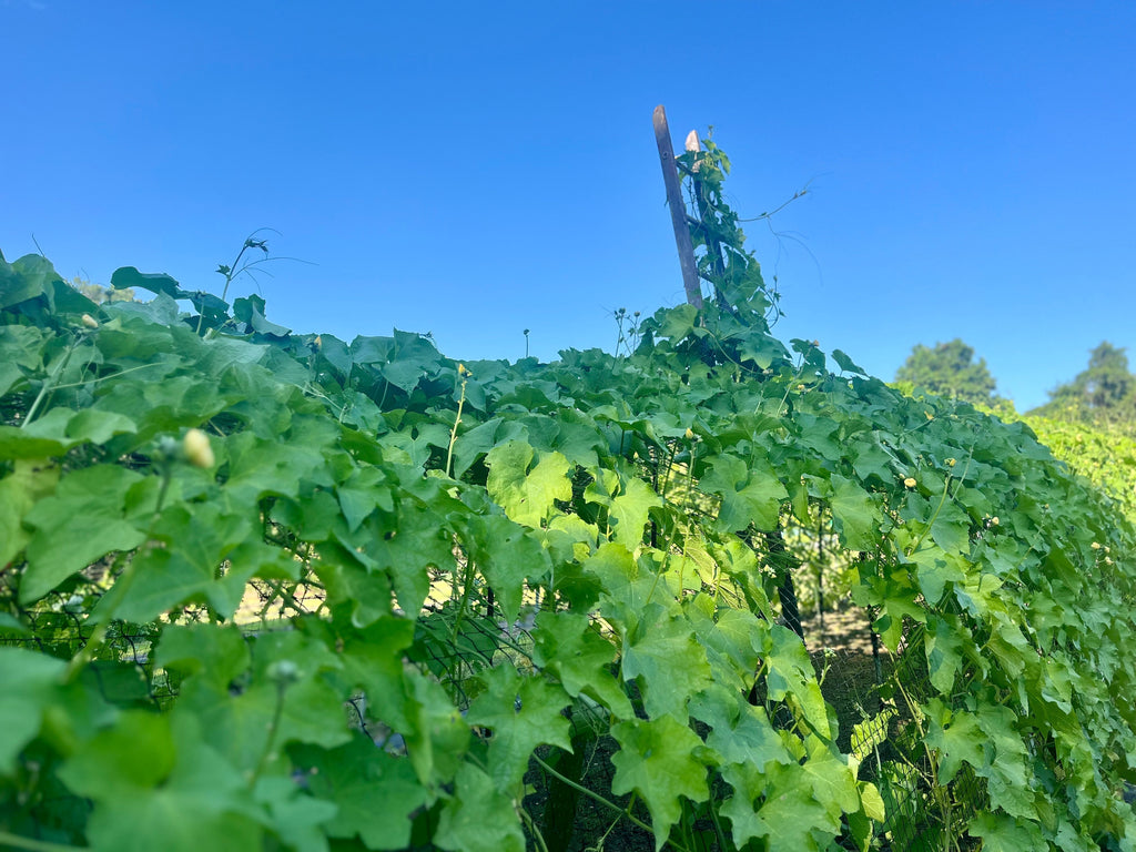 What Is a Loofah and How Does It Grow? A Guide to the Plant Behind the Natural Sponge