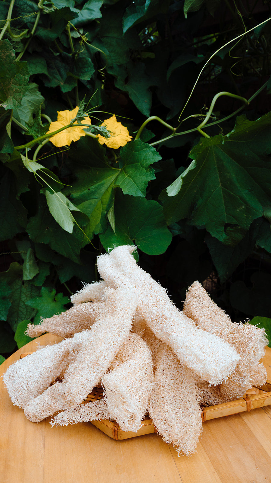 The Egyptian Cucumber