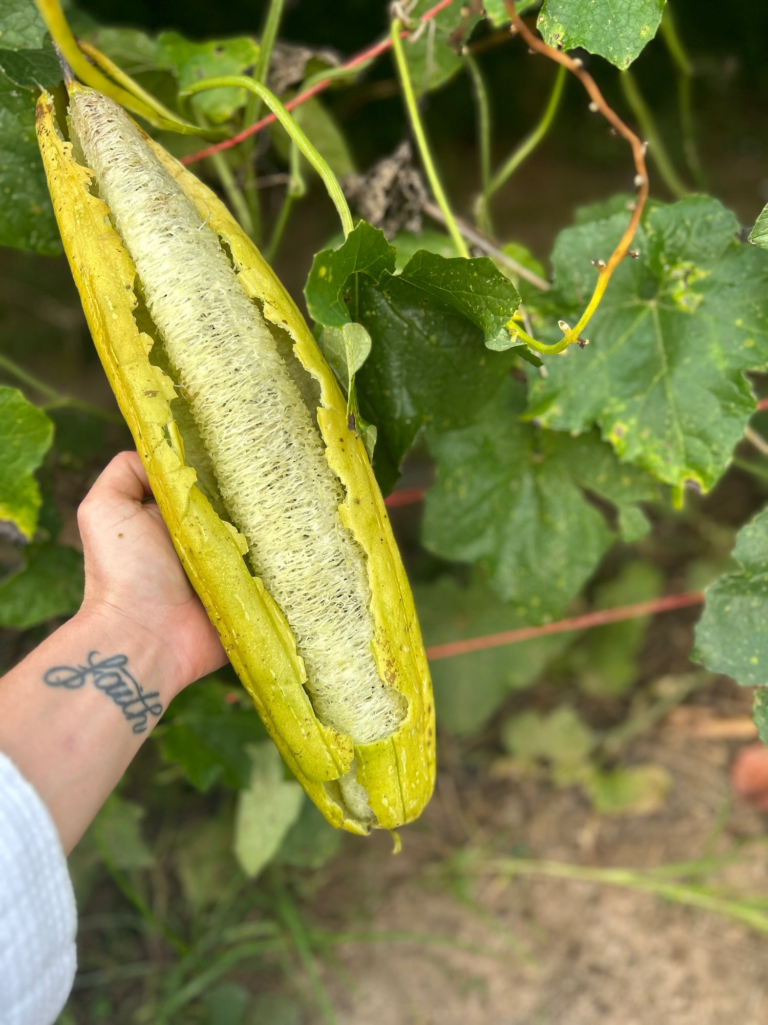 From Seed to Everyday Routine